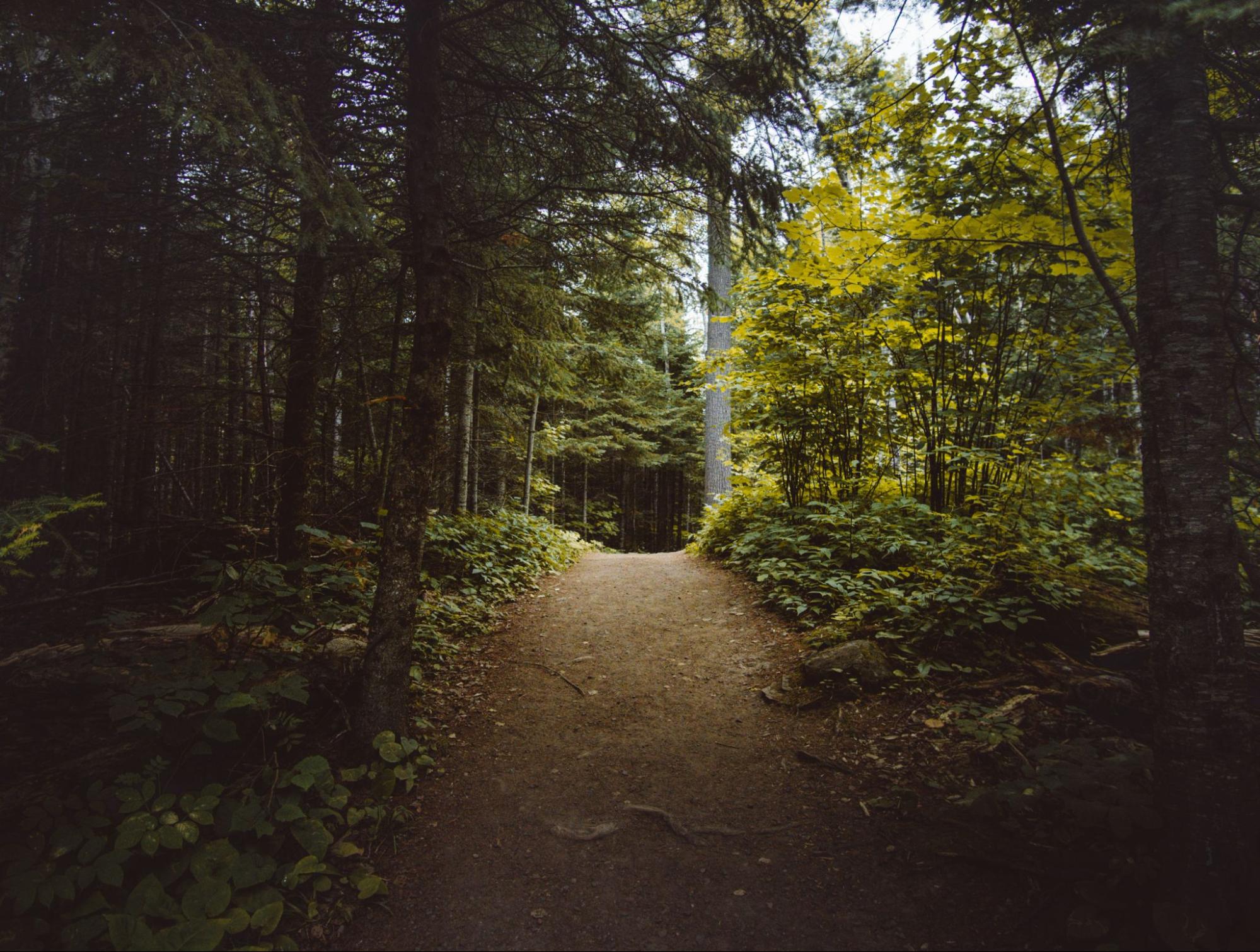 What are the Top ATV Trails In Minnesota? Thumper Fab